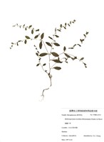 藏品(細虆子草)的圖片